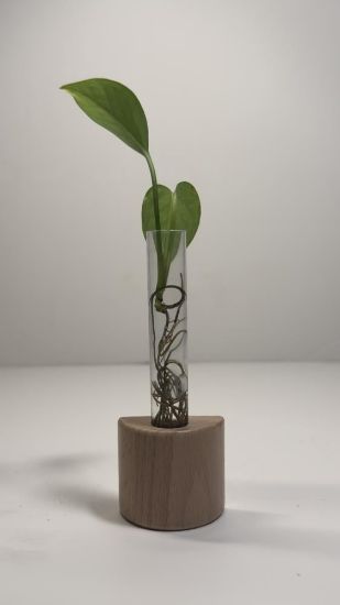 صورة نبتة البوتس